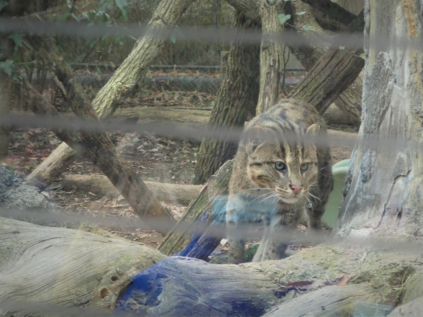 Asia Trail - Fishing Cat