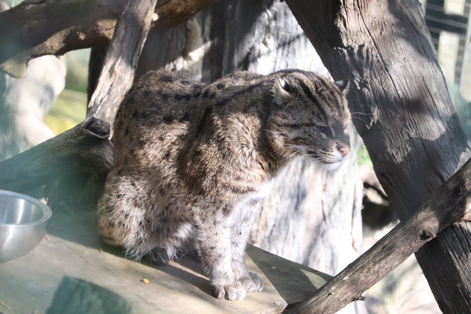 Asia Trail - Fishing Cat