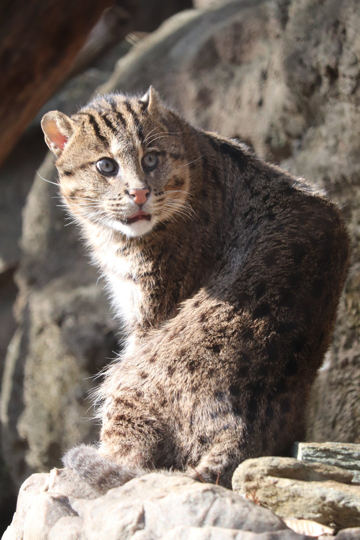 Asia Trail - Fishing Cat