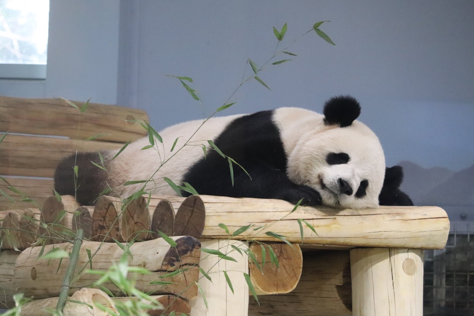 Asia Trail - Giant Panda "Bao Li"