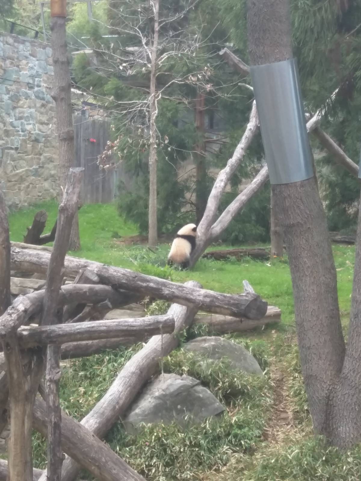 Asia Trail - Giant Panda - Bei Bei