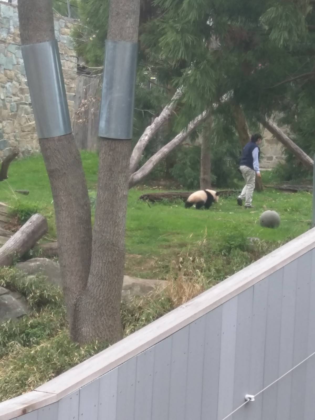 Asia Trail - Giant Panda - Bei Bei