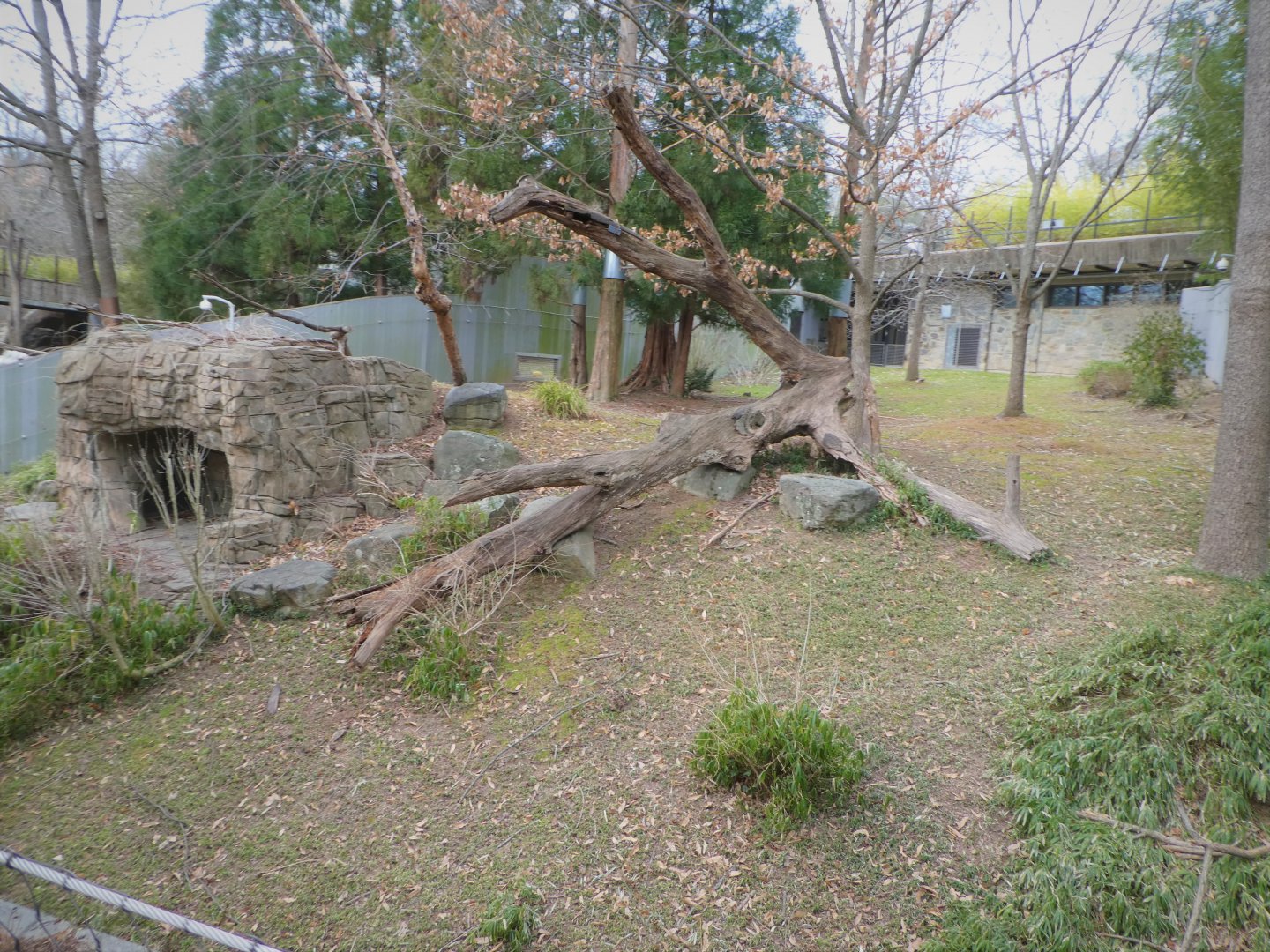 Asia Trail - Giant Panda Exhibit 1