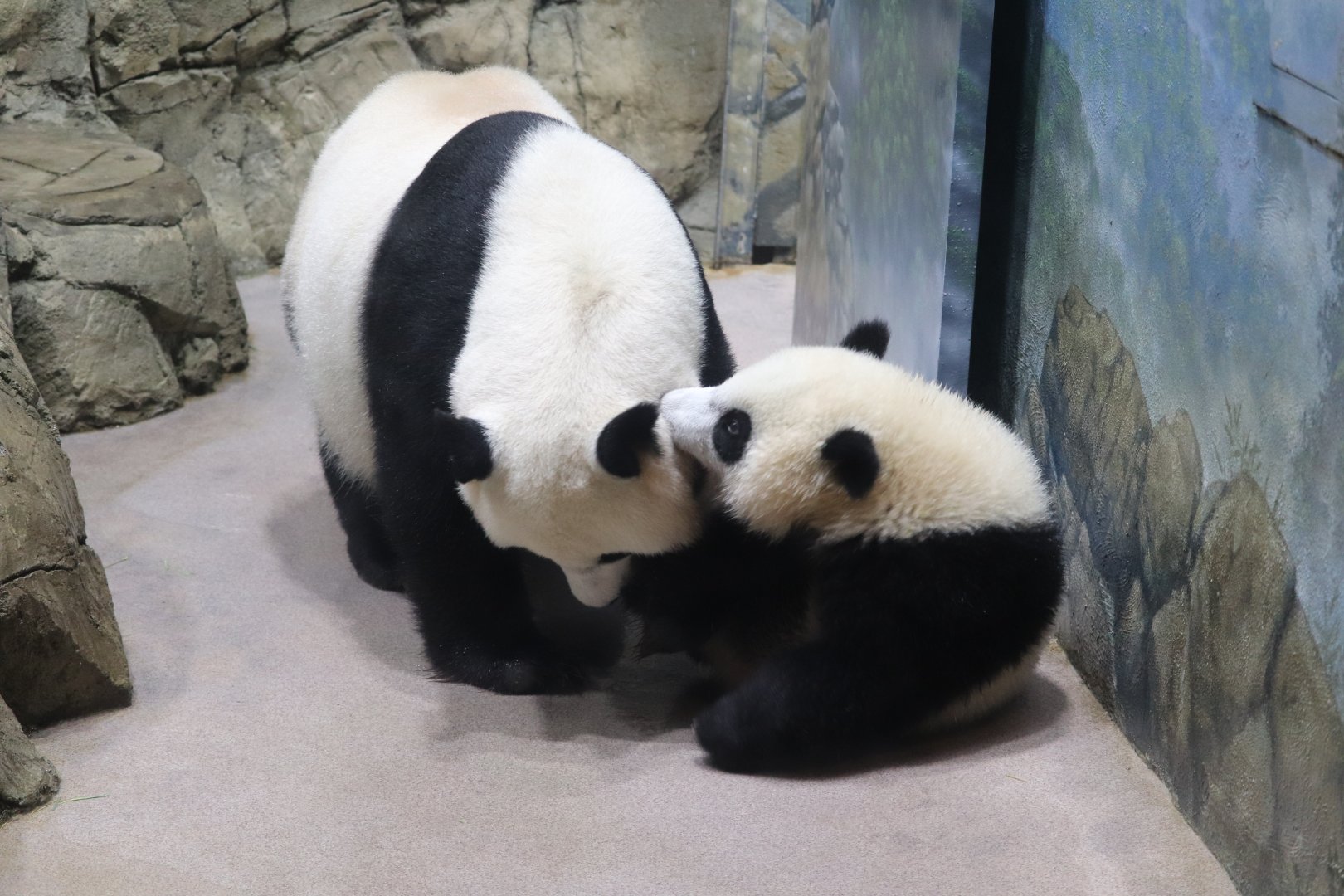 Asia Trail - Giant Panda - Mei Xiang - Xiao Qi Ji