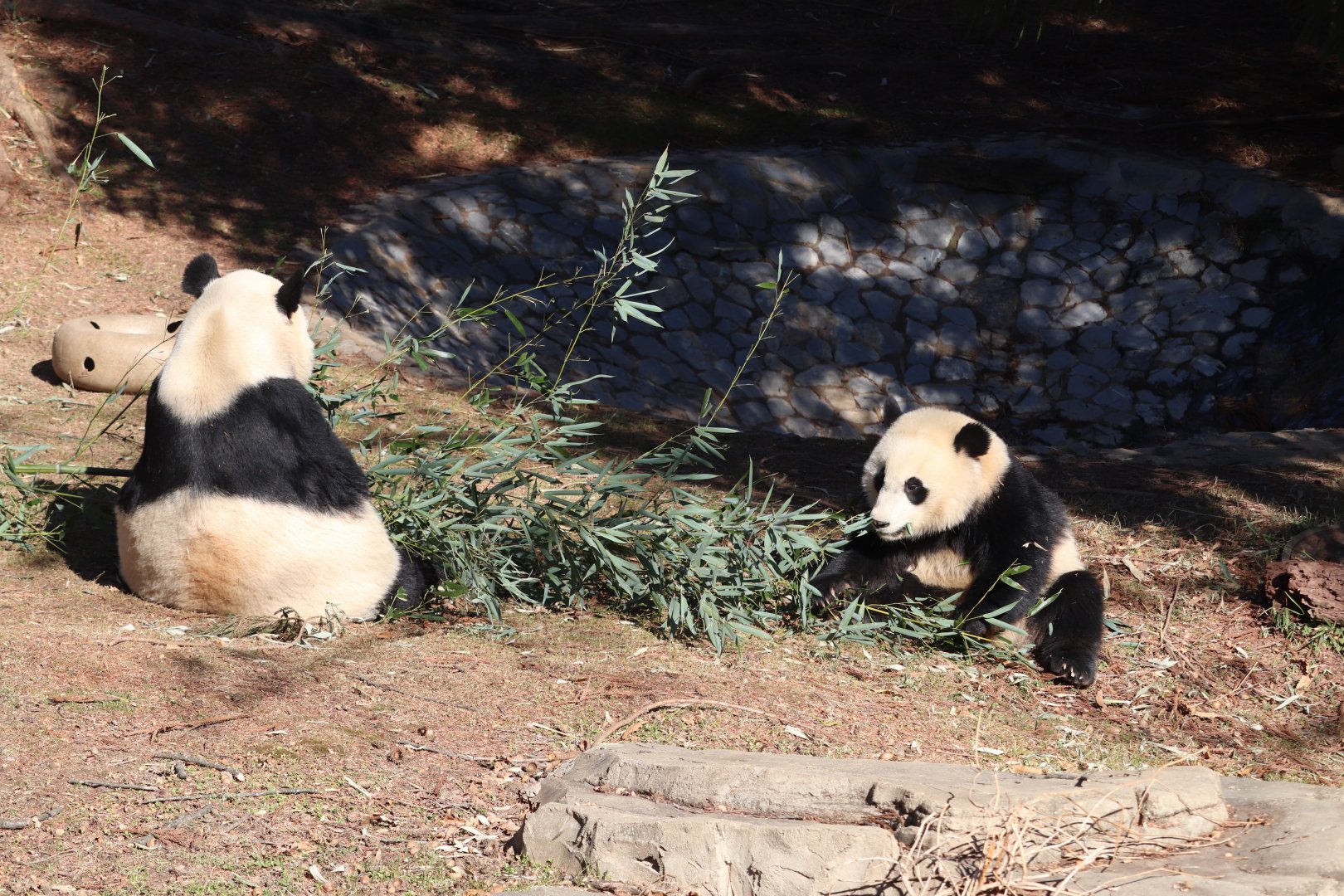 Asia Trail - Giant Panda - Mei Xiang - Xiao Qi Ji