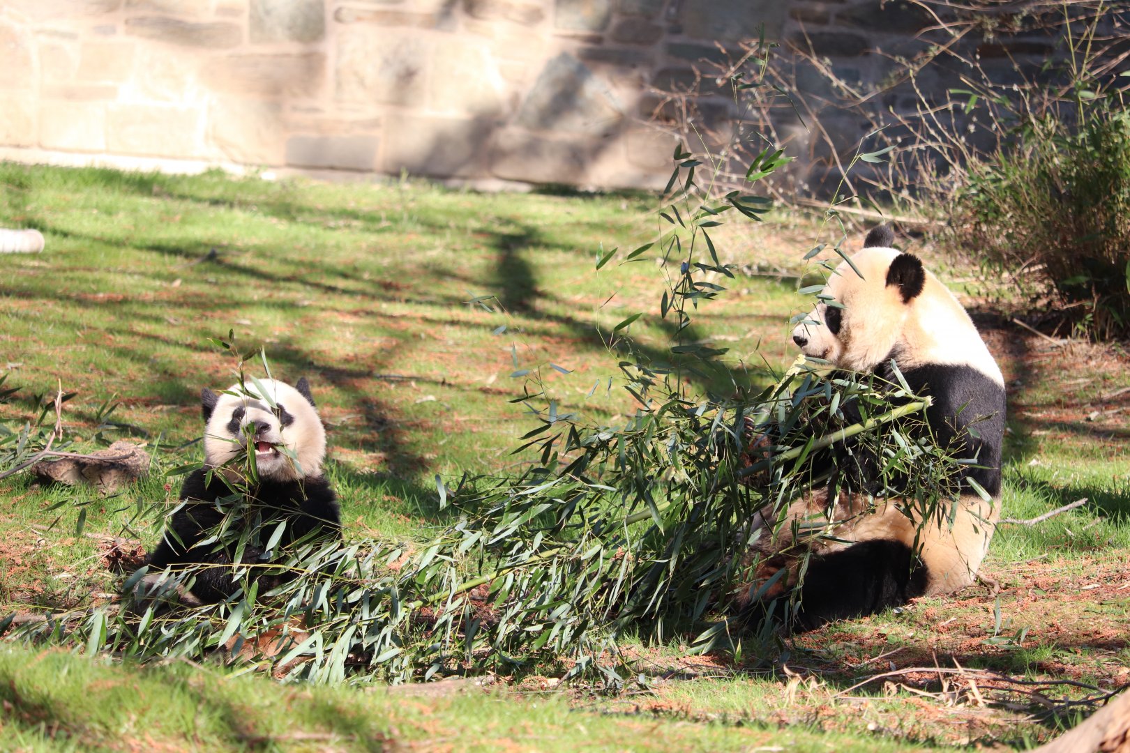 Asia Trail - Giant Panda - Mei Xiang & Xiao Qi Ji