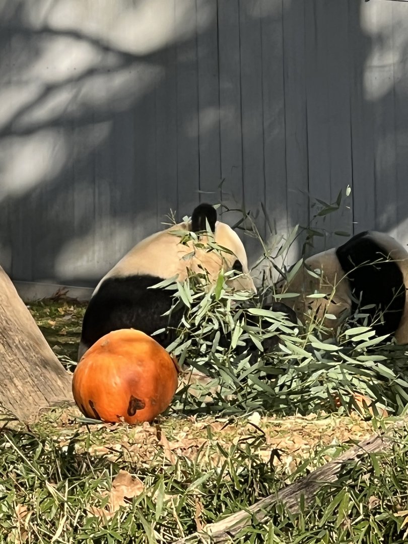 Asia Trail- Giant Panda- Mei Xiang- Xiao Qi Ji