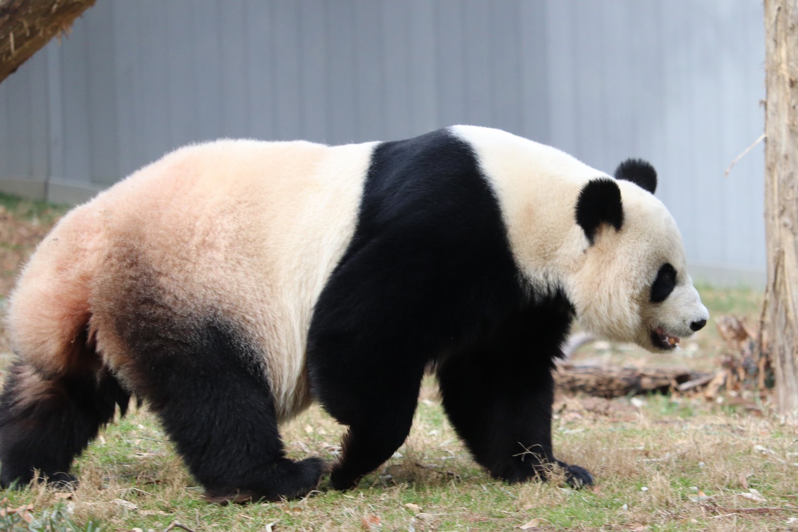 Asia Trail - Giant Panda - Mei Xiang