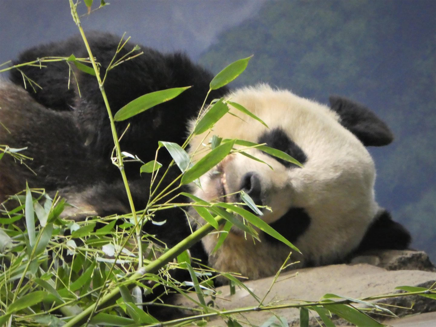 Asia Trail - Giant Panda - Mei Xiang