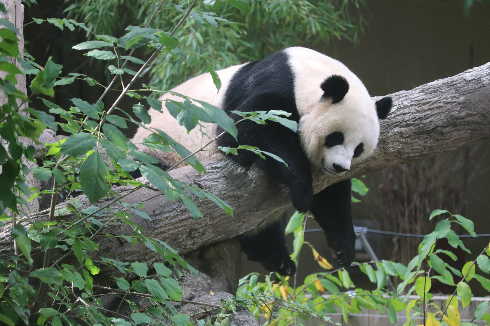 Asia Trail - Giant Panda - Mei Xiang