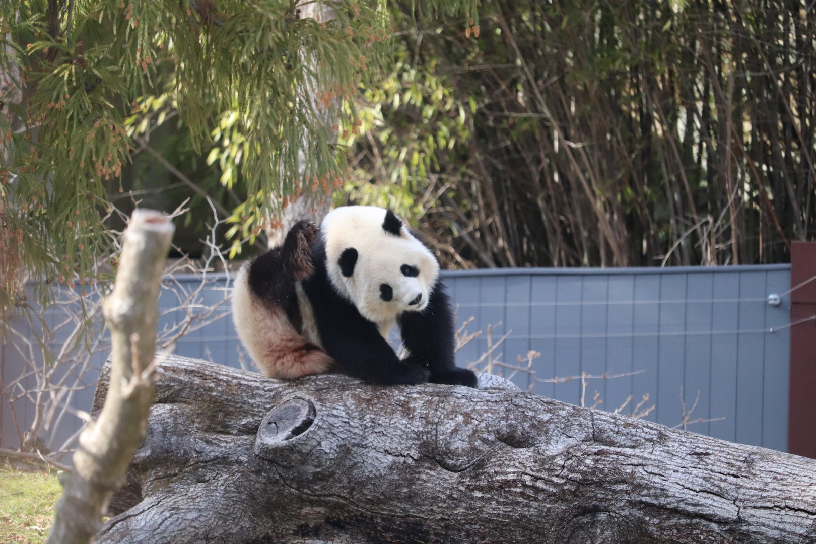 Asia Trail - Giant Panda "Qing Bao"
