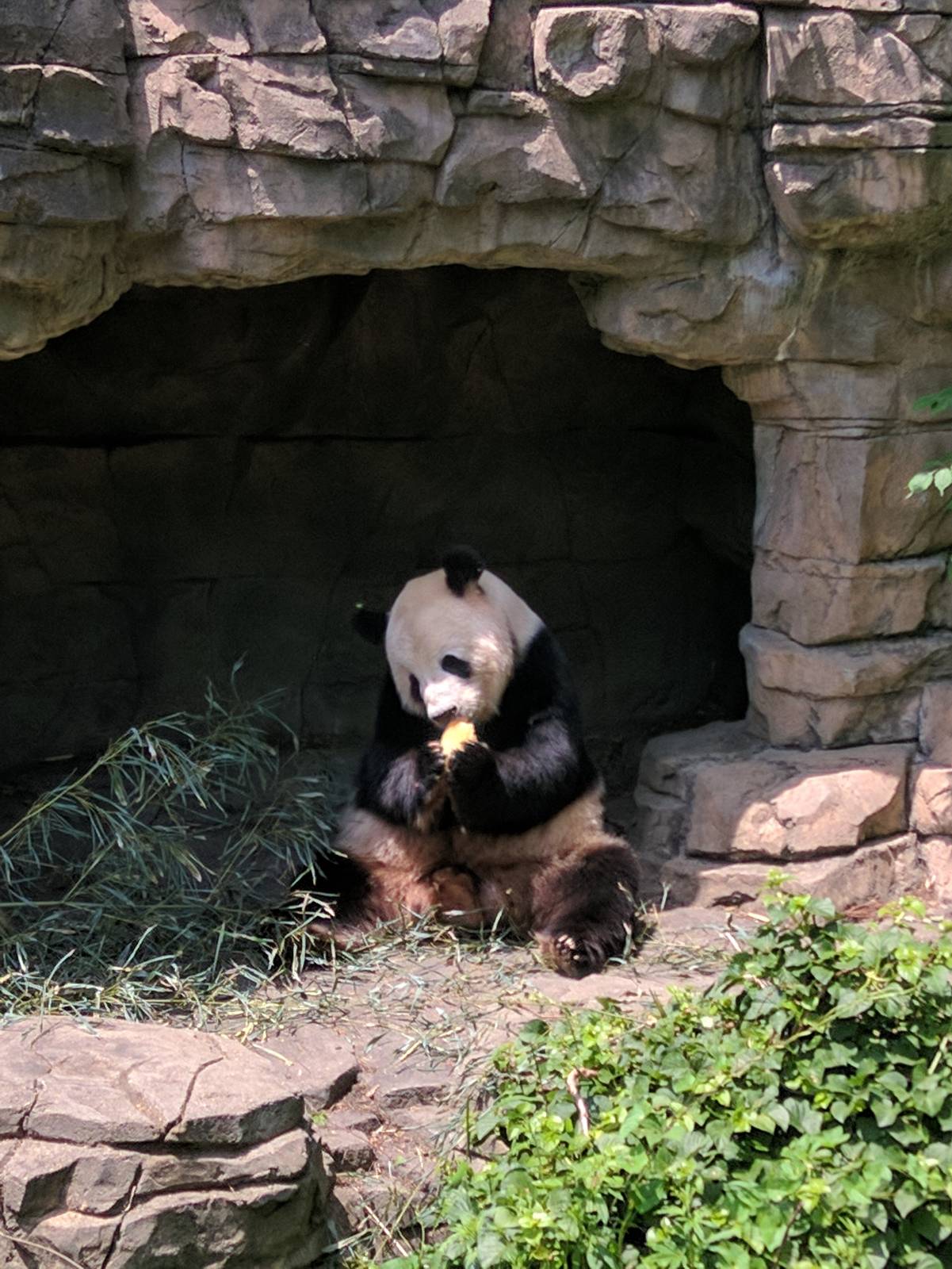 Asia Trail - Giant Panda - Tian Tian enjoying a treat