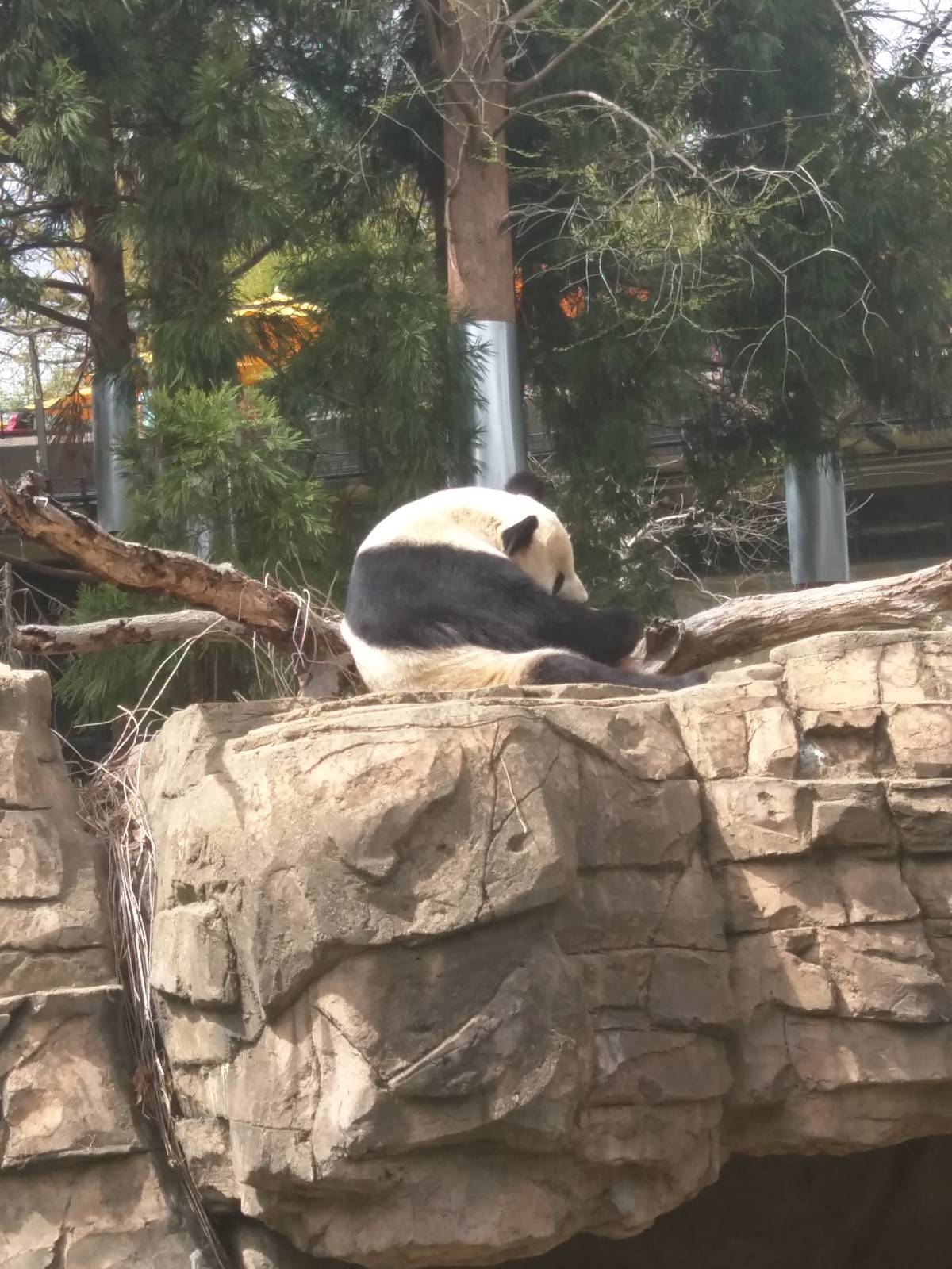 Asia Trail - Giant Panda - Tian Tian