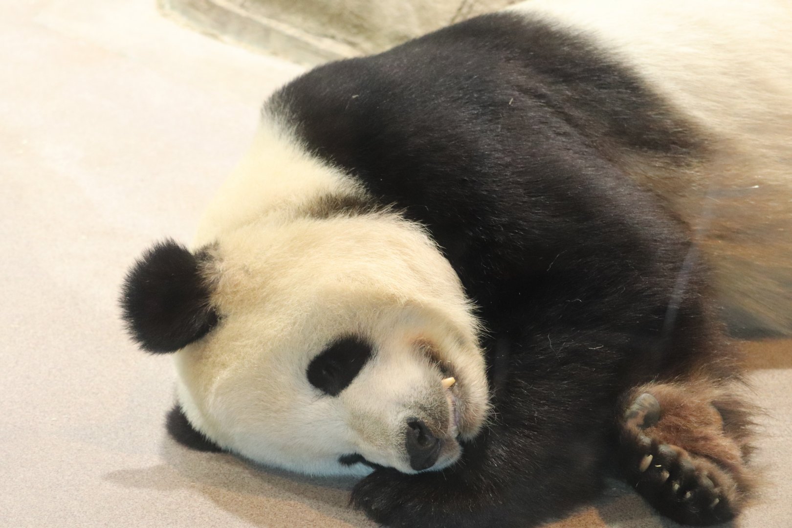 Asia Trail - Giant Panda - Tian Tian