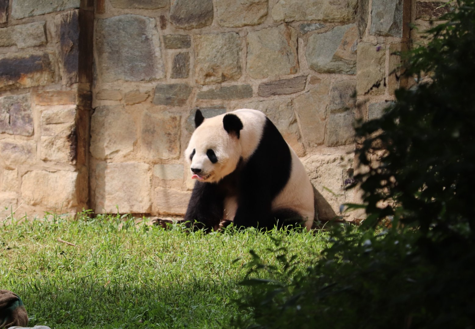 Asia Trail - Giant Panda - Tian Tian