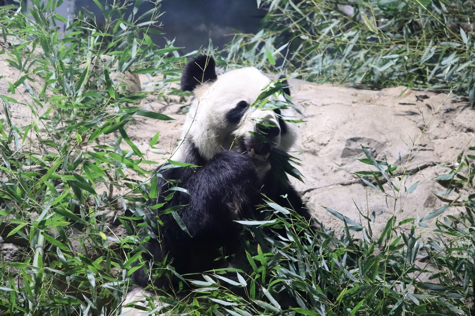 Asia Trail - Giant Panda - Tian Tian