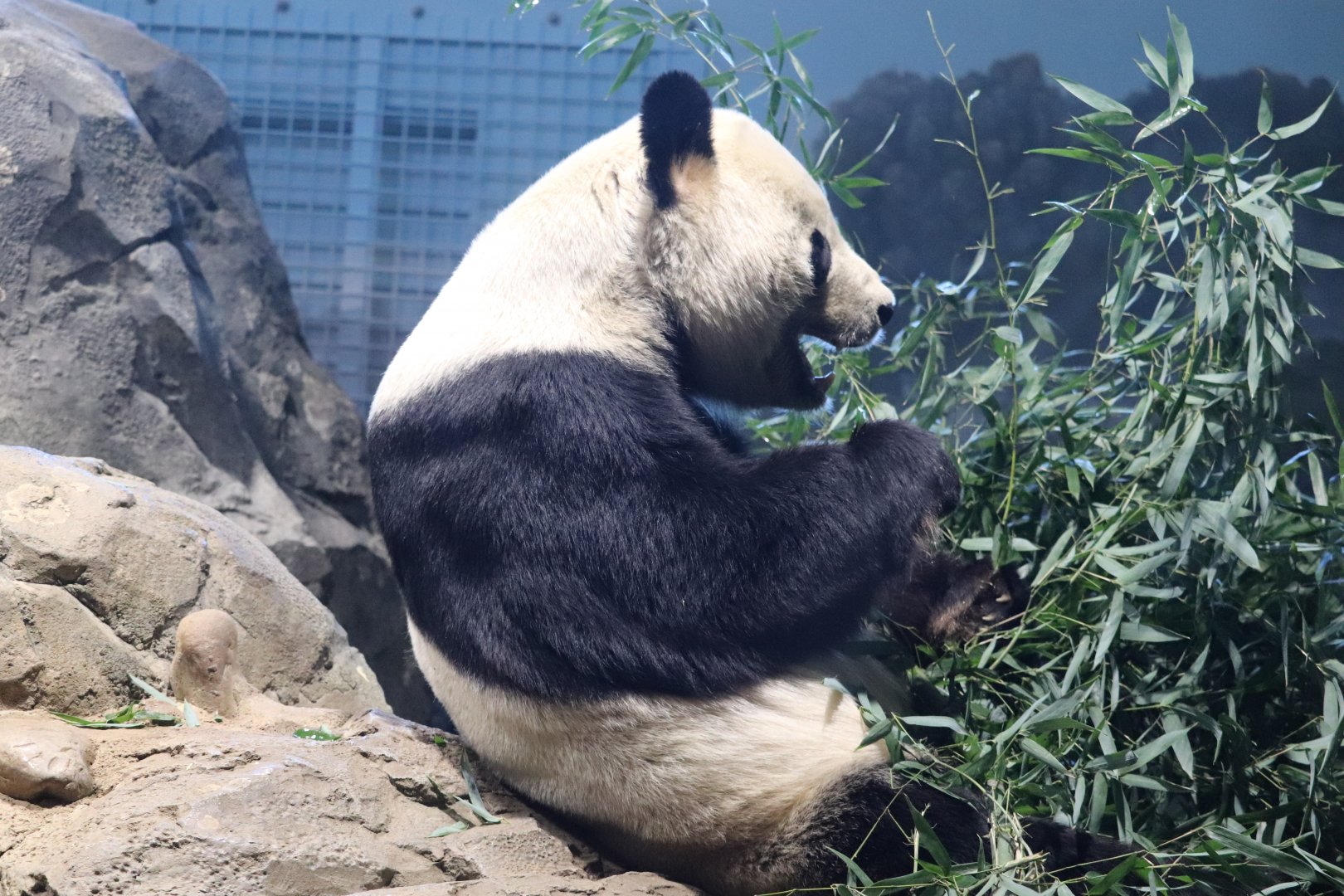 Asia Trail - Giant Panda - Tian Tian