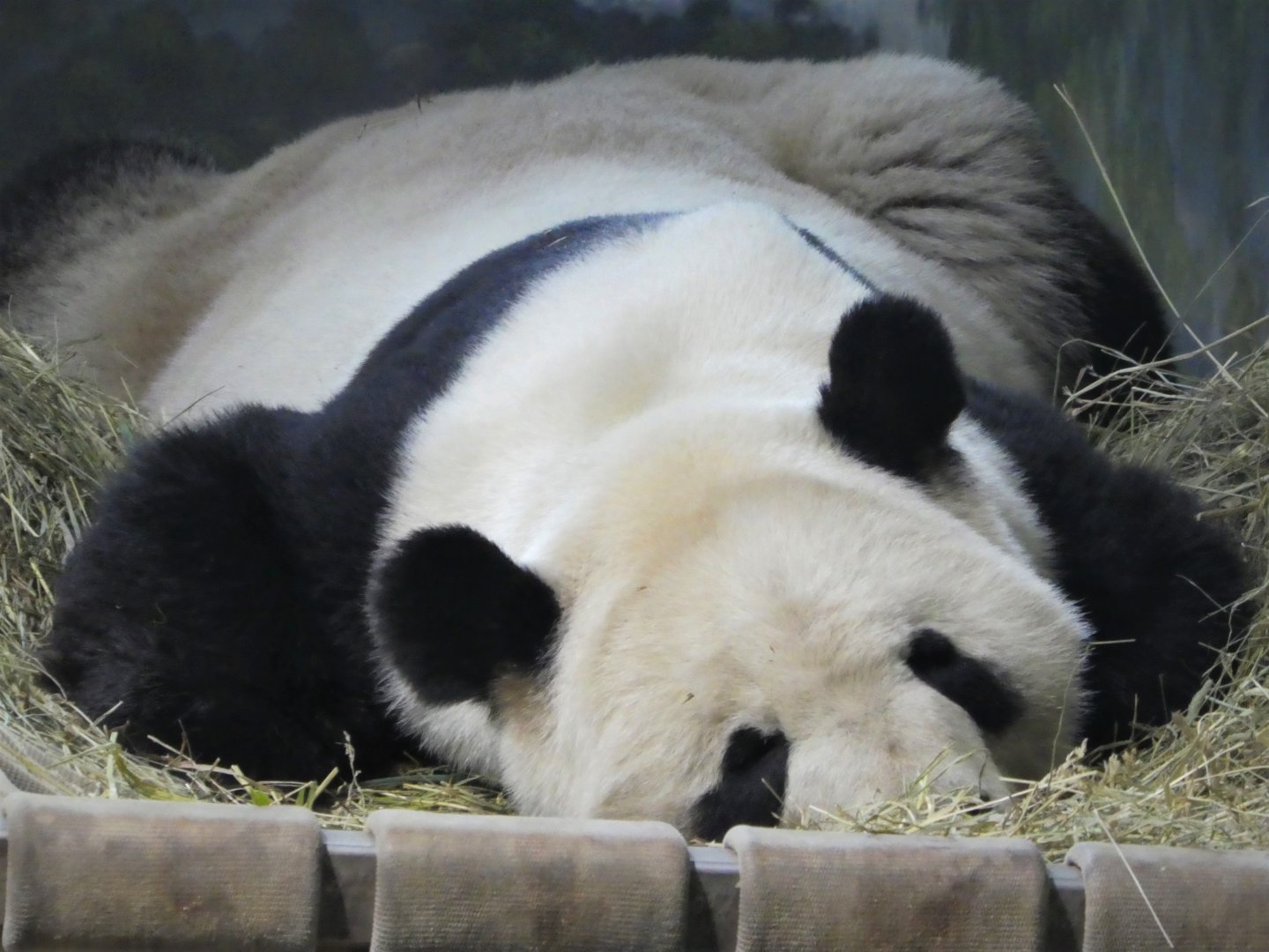 Asia Trail - Giant Panda - Tian Tian