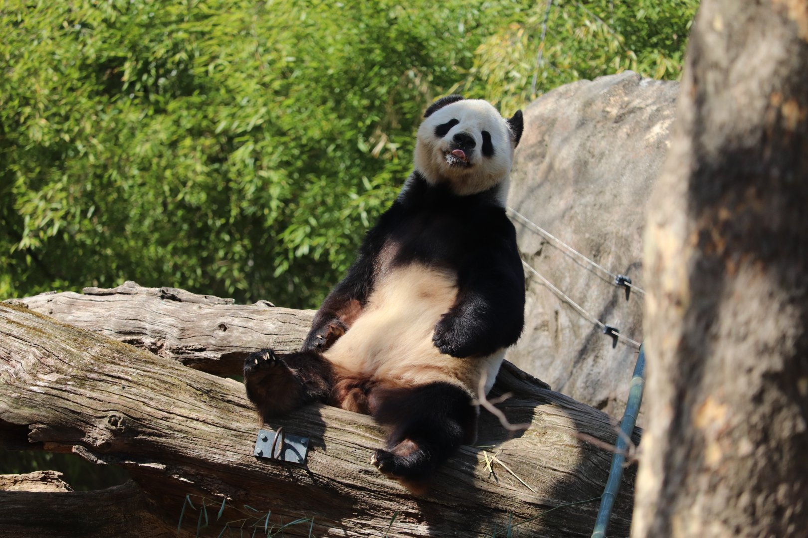 Asia Trail - Giant Panda - Tian Tian