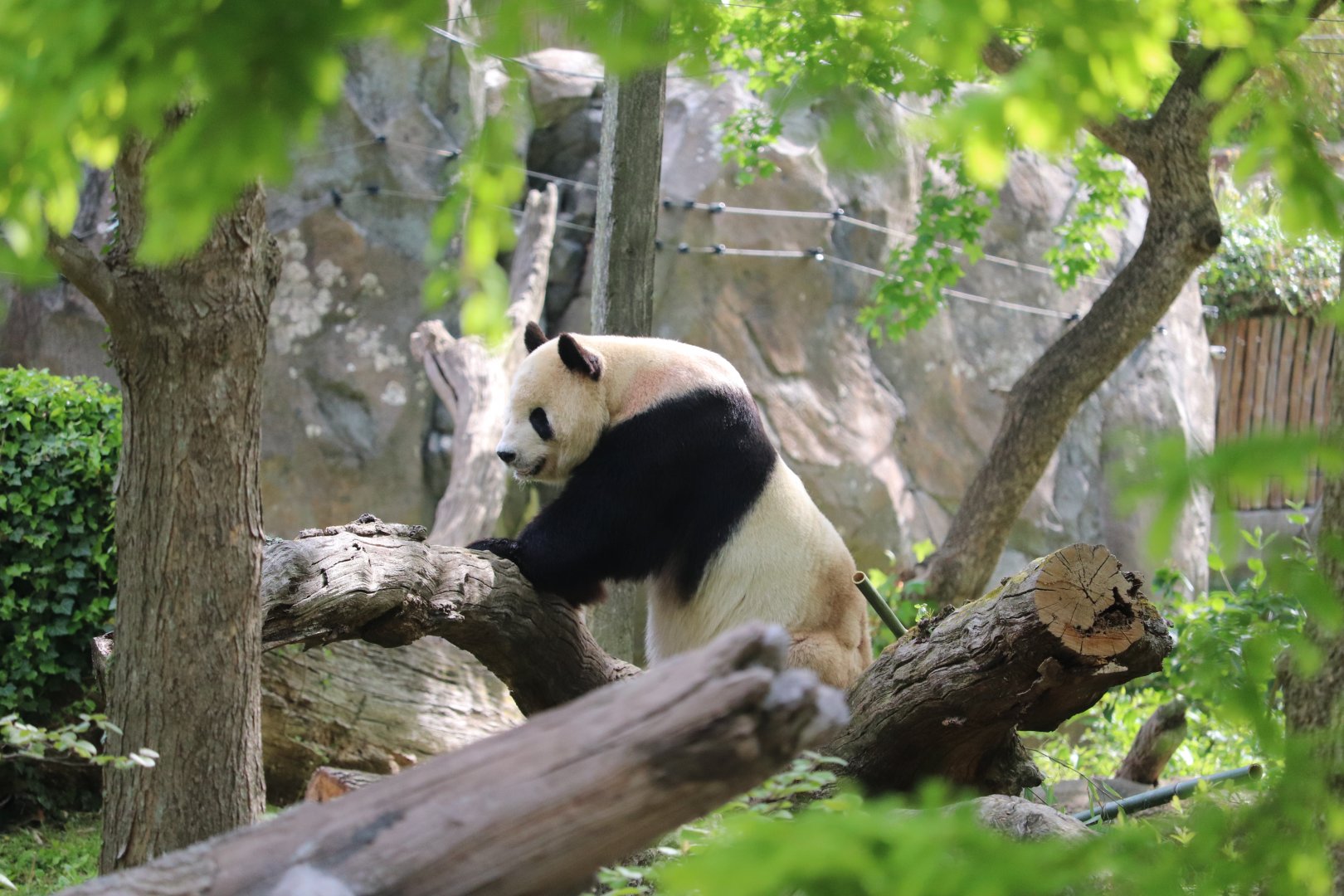 Asia Trail - Giant Panda - Tian Tian