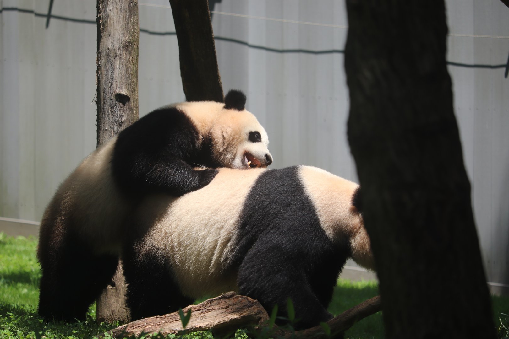 Asia Trail - Giant Panda - Xiao Qi Ji & Mei Xiang