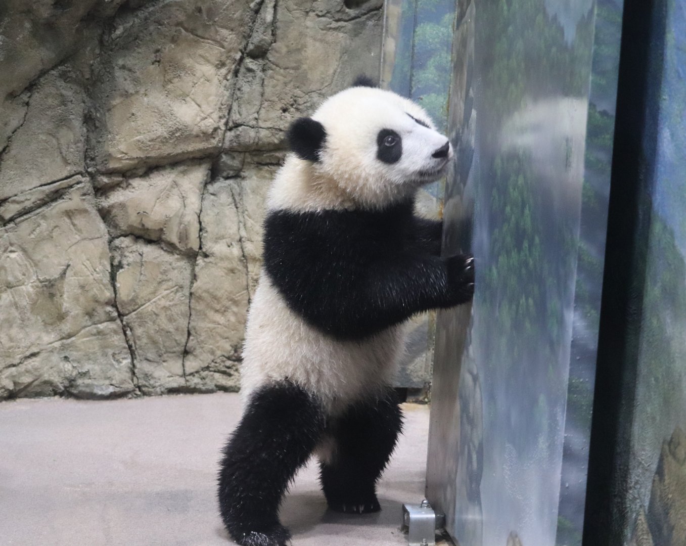 Asia Trail - Giant Panda - Xiao Qi Ji