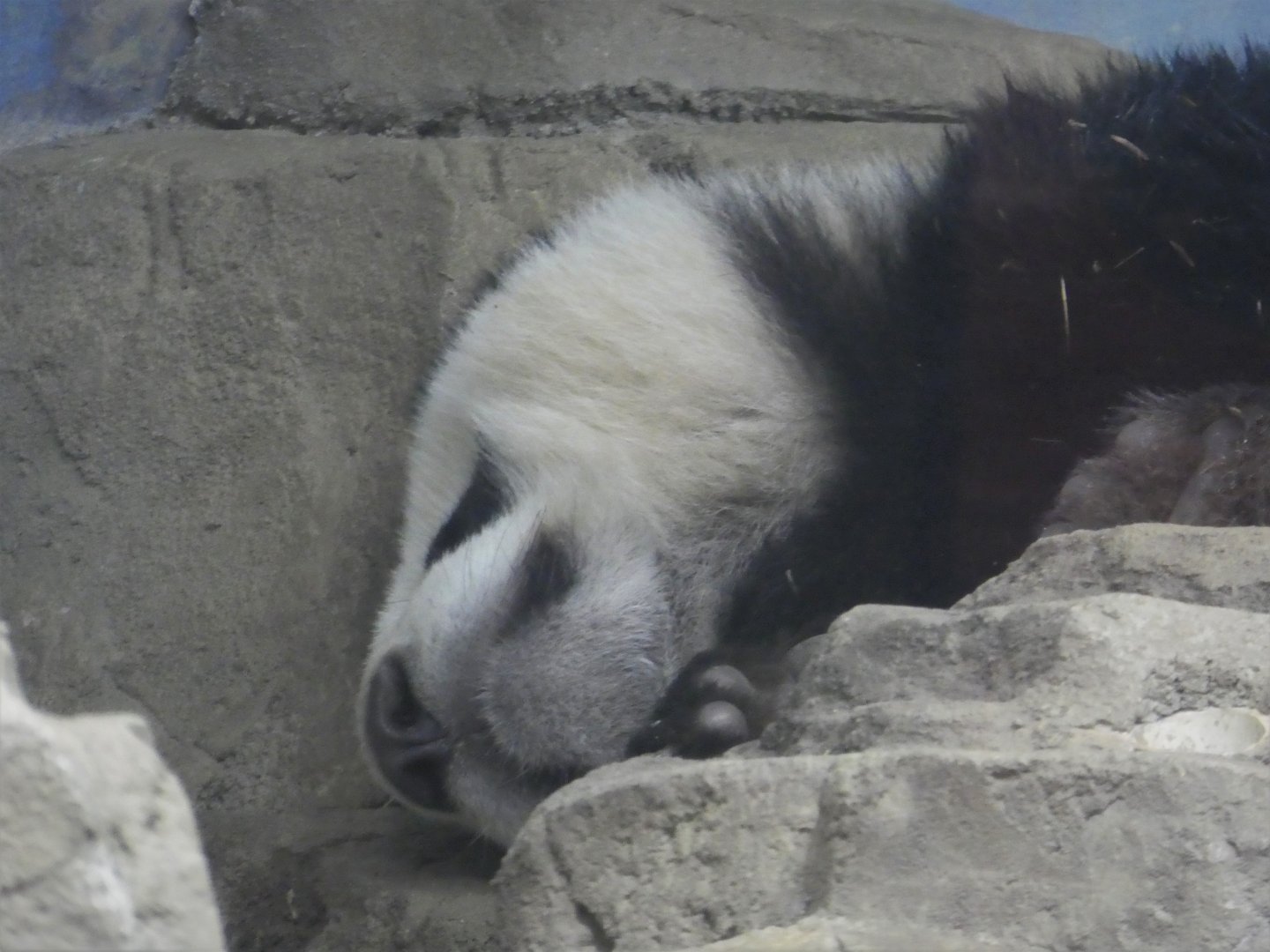 Asia Trail - Giant Panda - Xiao Qi Ji
