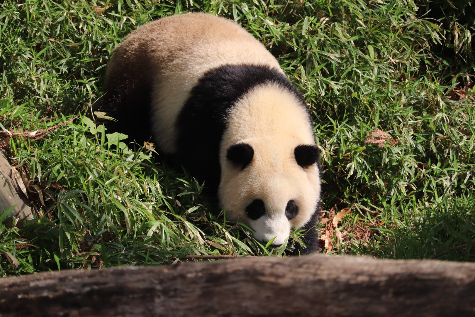 Asia Trail - Giant Panda - Xiao Qi Ji