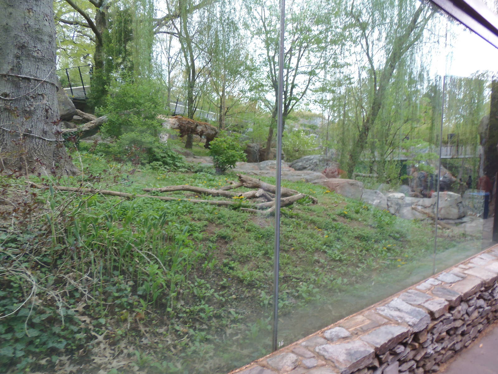 Asia Trail- Giant Panda Yard #2