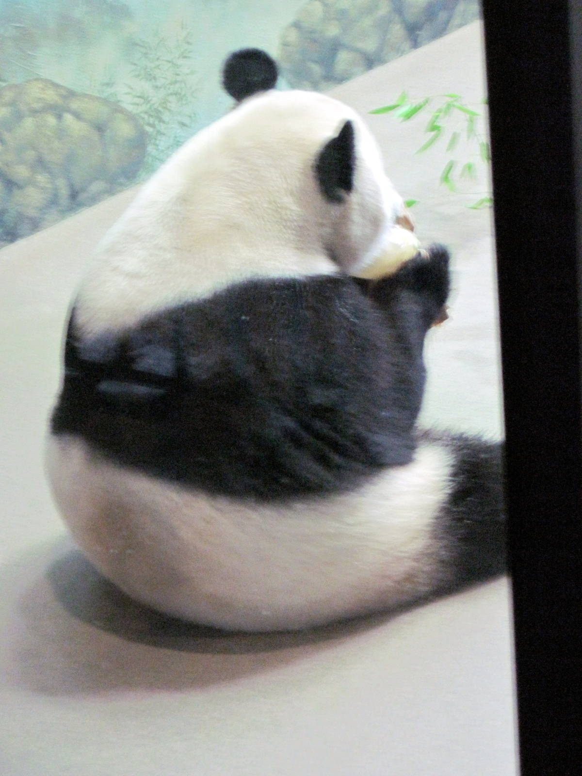 Asia Trail-Giant Panda