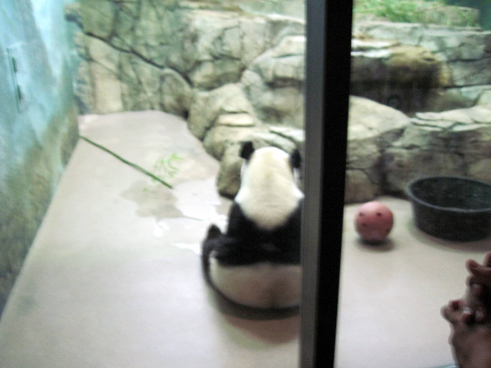 Asia Trail-Giant Panda