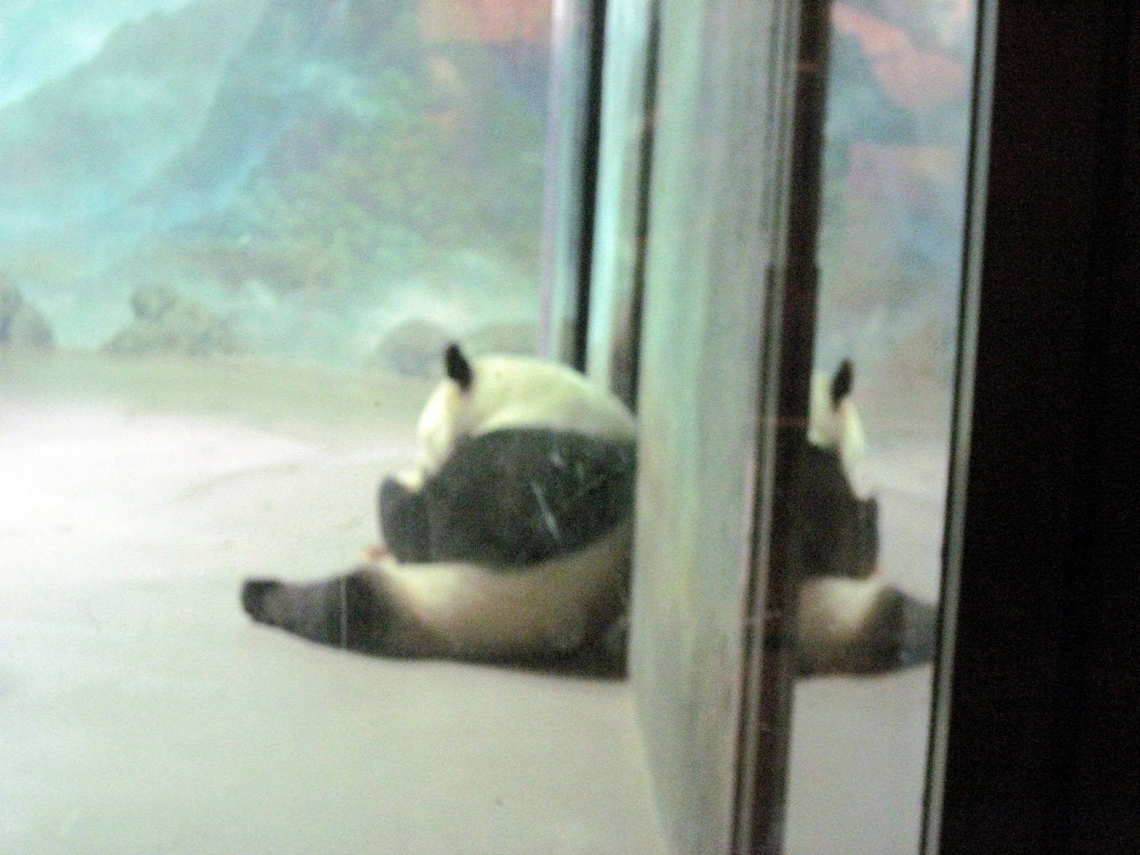 Asia Trail-Giant Panda