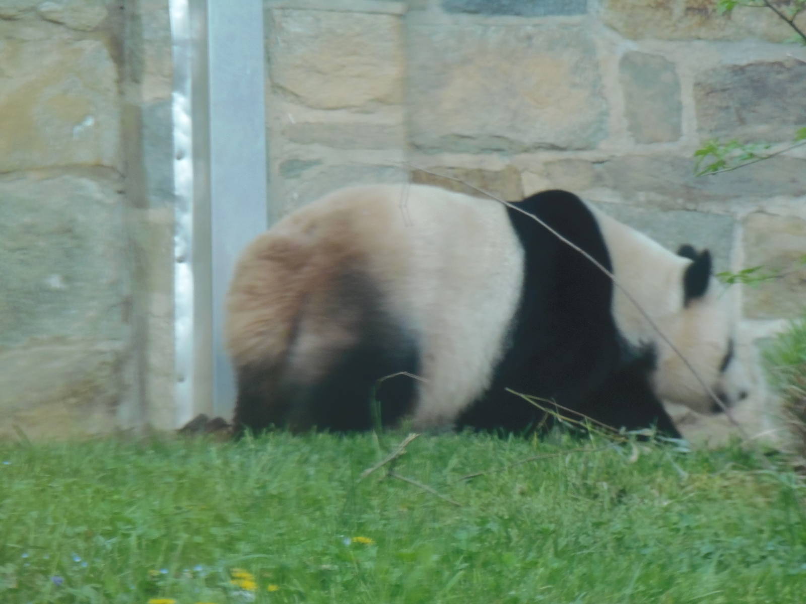 Asia Trail- Giant Panda