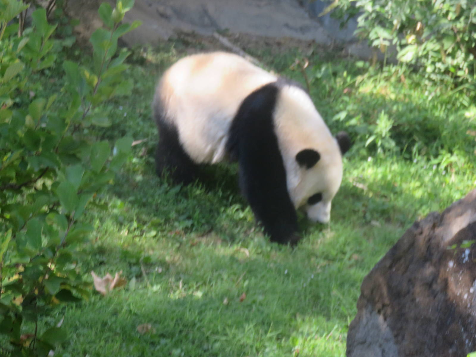 Asia Trail - Giant Panda