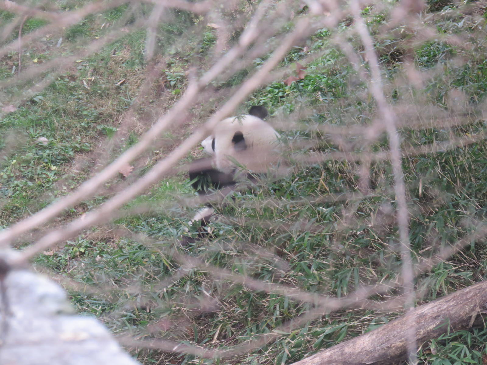 Asia Trail - Giant Panda