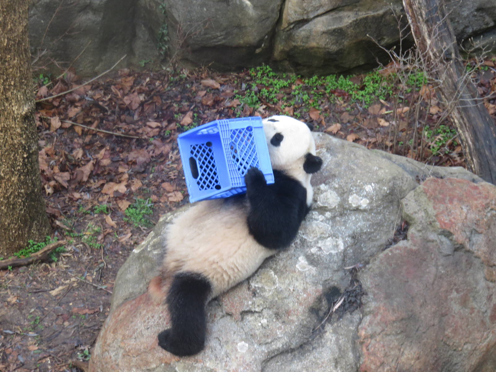 Asia Trail - Giant Panda