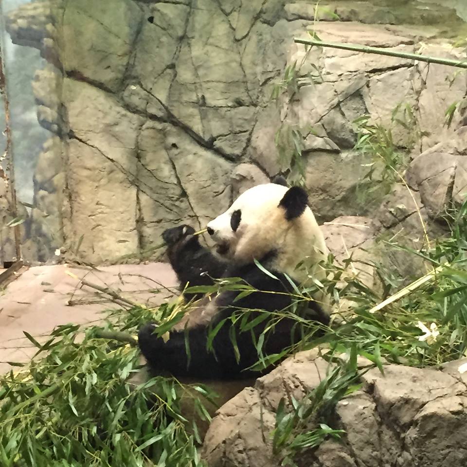Asia Trail- Giant Panda
