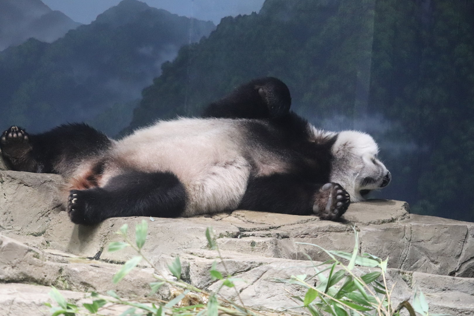 Asia Trail - Giant Panda