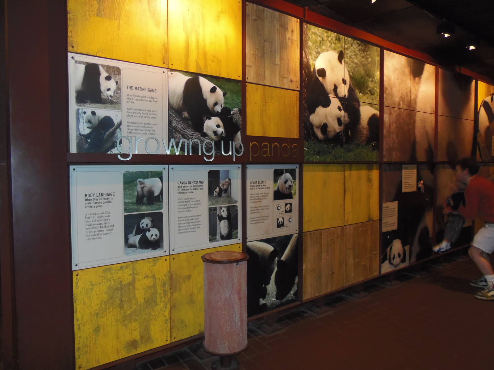 Asia Trail- Growing Up Panda Graphics