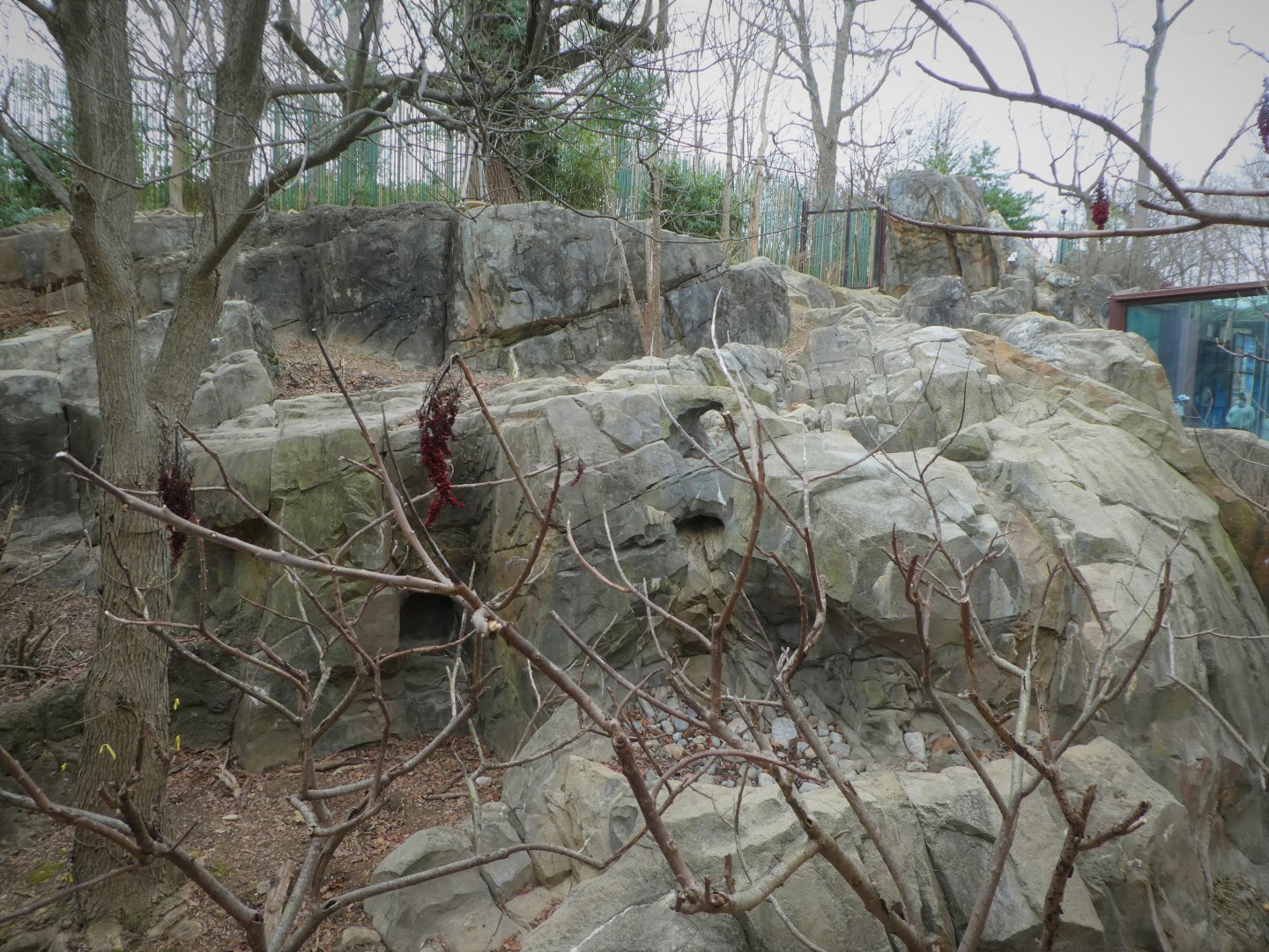 Asia Trail - Indian Sloth Bear Exhibit 1
