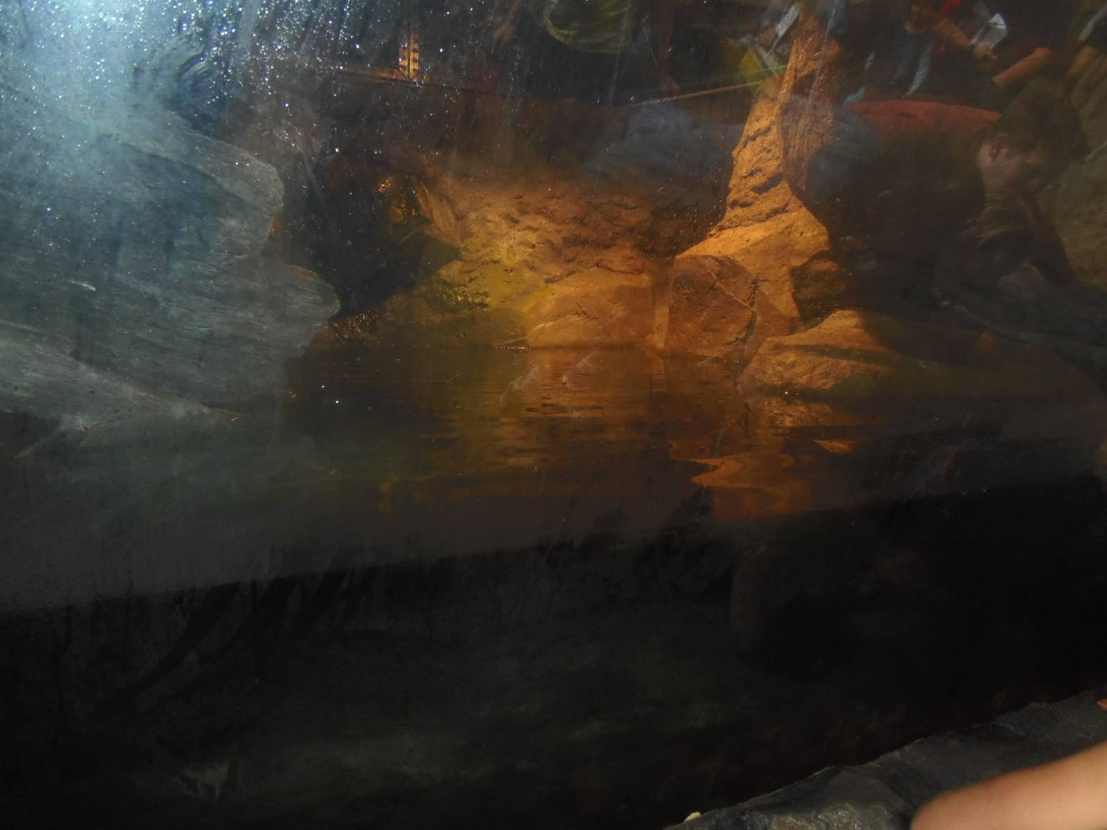 Asia Trail- Japanese Giant Salamander Exhibit