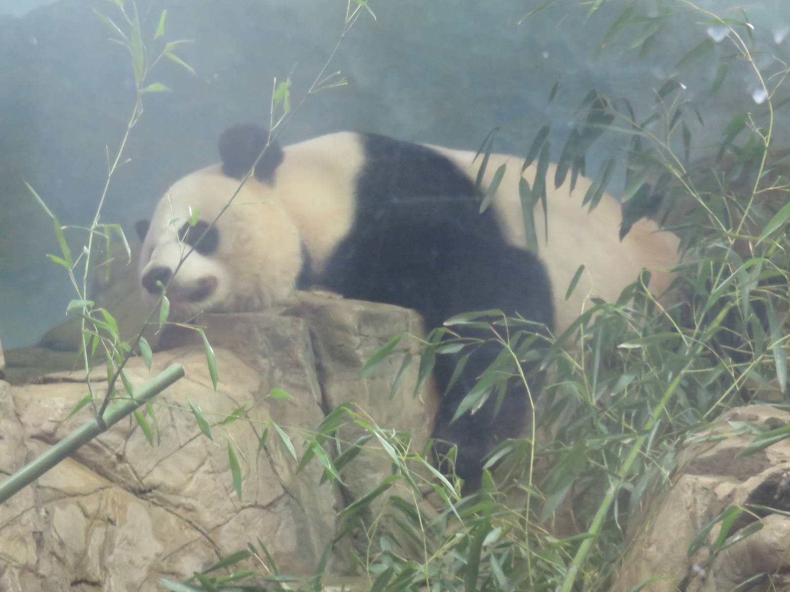 Asia Trail - Mei Xiang doing what Mei Xiang does