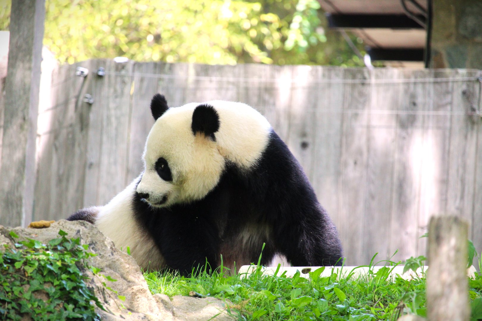 Asia Trail - Mei Xiang