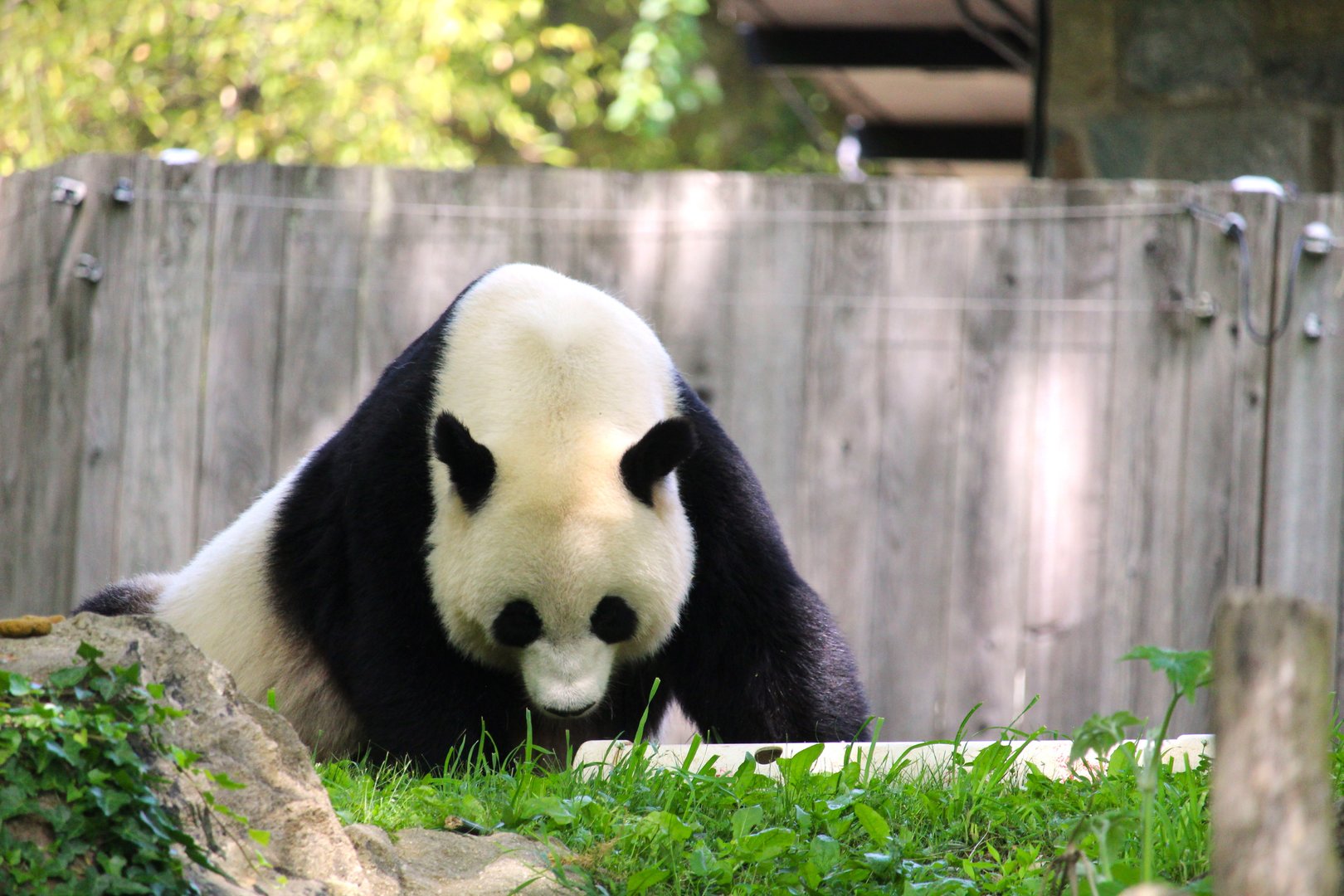 Asia Trail - Mei Xiang