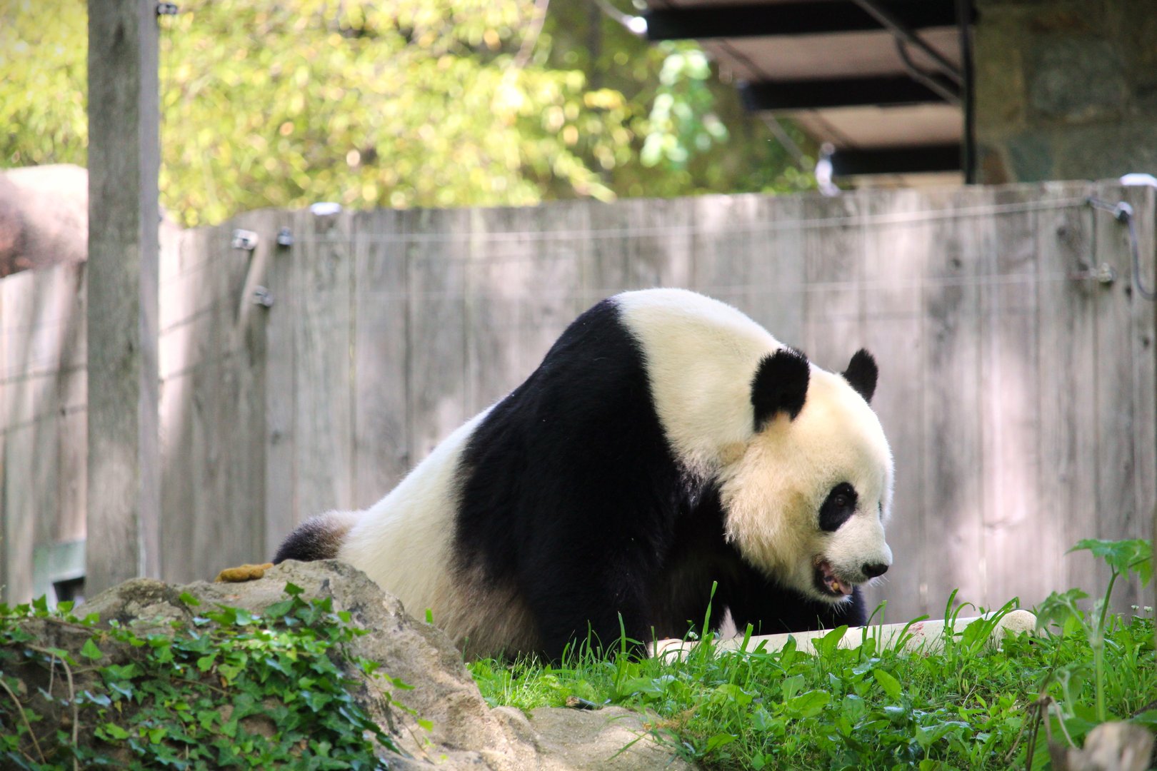 Asia Trail - Mei Xiang