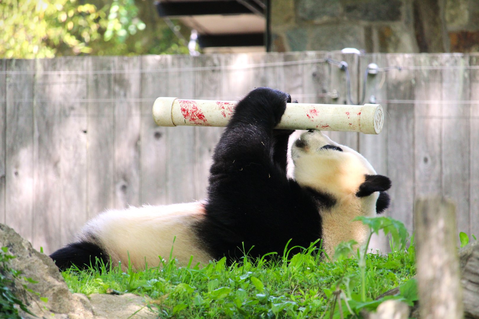 Asia Trail - Mei Xiang