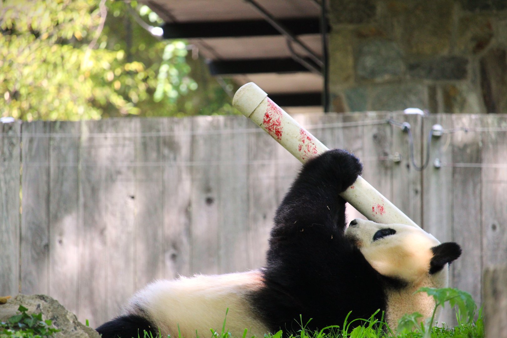 Asia Trail - Mei Xiang