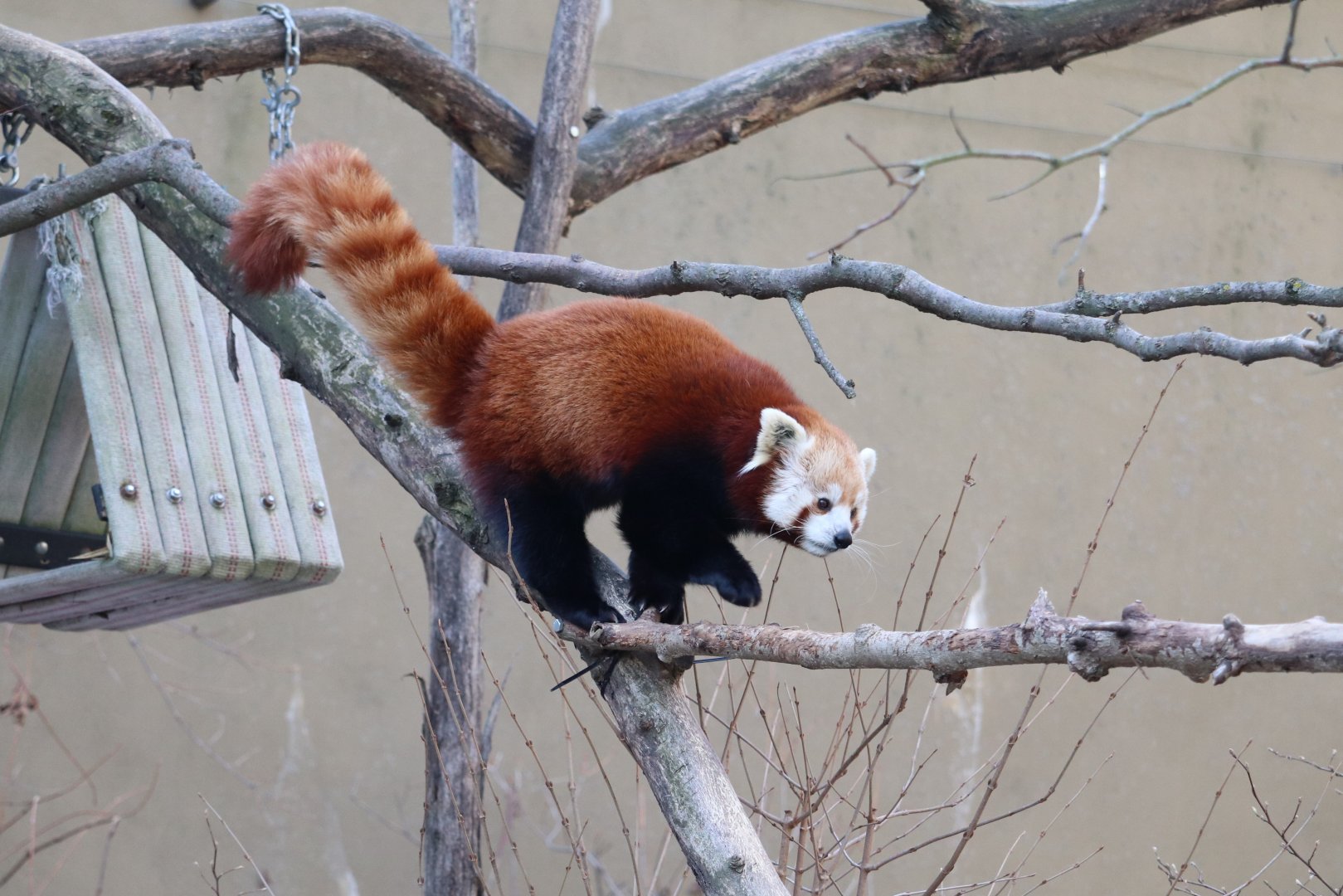 Asia Trail - Red Panda - Asa