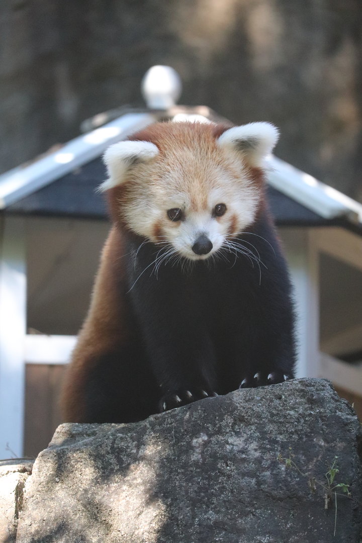 Asia Trail - Red Panda - Chris Anne