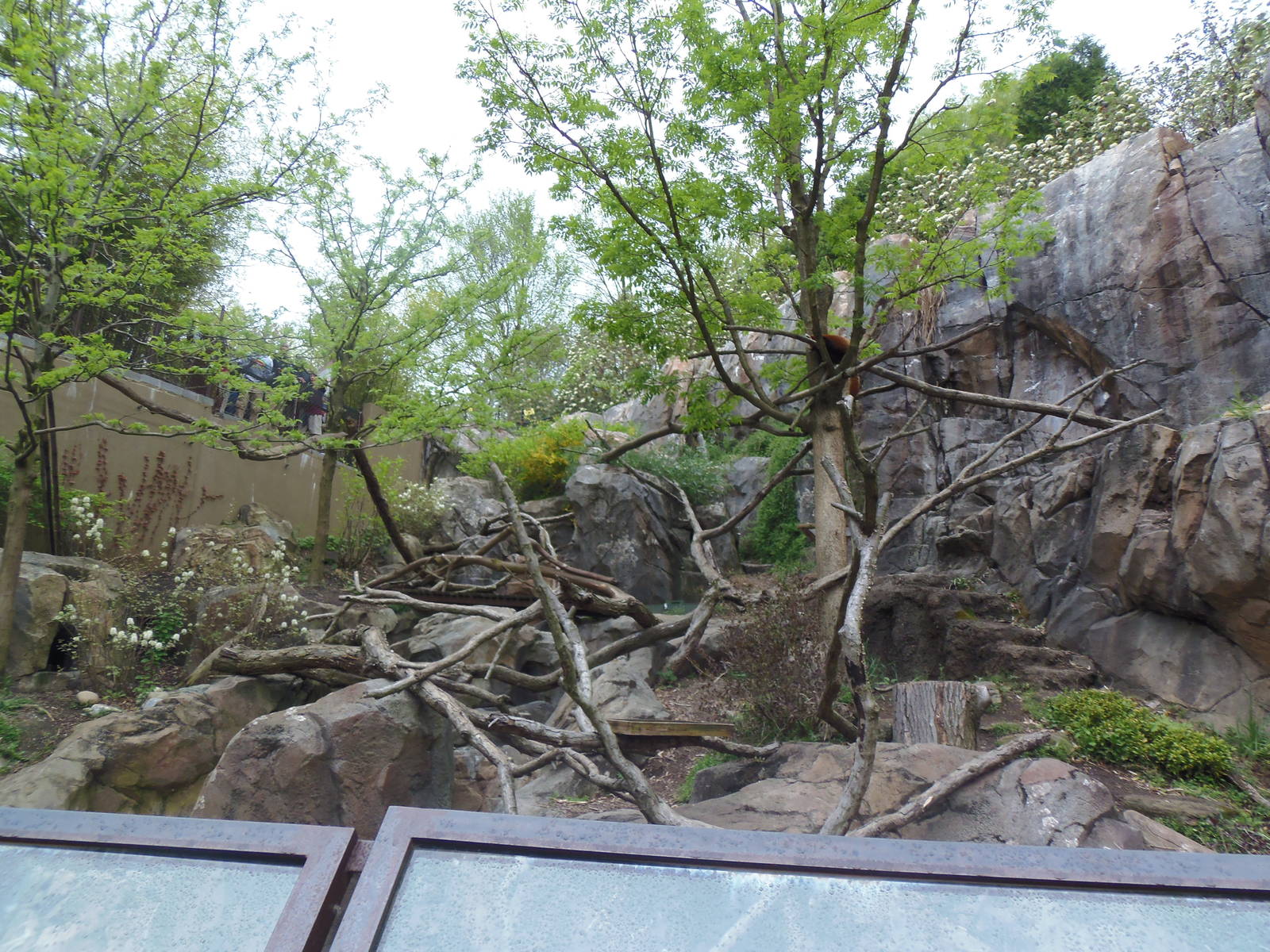 Asia Trail- Red Panda Exhibit
